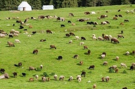 50 milk collection points will be created in remote pastures for 35 million soms - Tazabek
