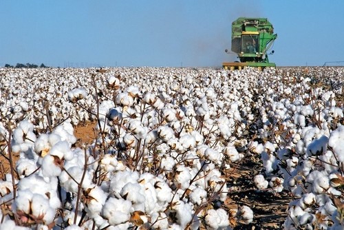 Cotton harvesting began in Osh region: farmers note high yields - Tazabek