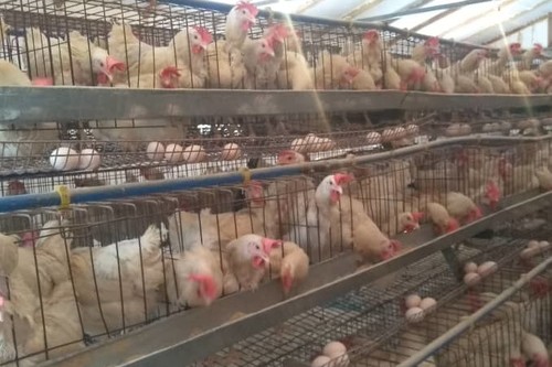 6 billion soms are provided for the development of poultry farming and stabilization of egg prices - Tazabek